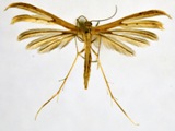Pterophorus rhyparias